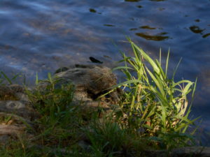 Vallée de l'Ourthe (3)