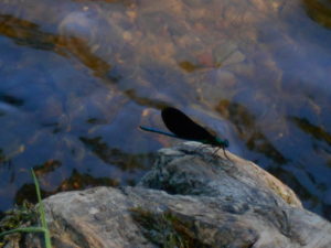 Vallée de l'Ourthe (5)